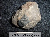 trilobit