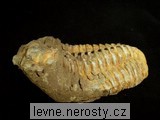 trilobit