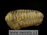 trilobit