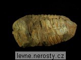 trilobit