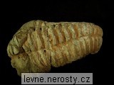 trilobit