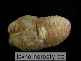 trilobit