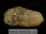 trilobit