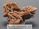 sdrovec