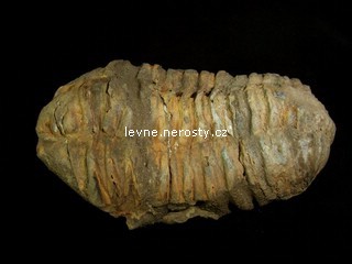 trilobit + calymene flexi