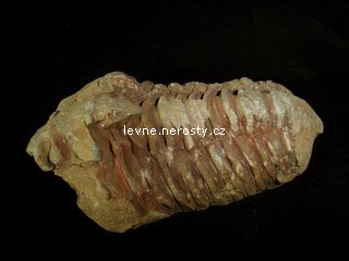 trilobit + calymene flexi