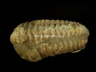 trilobit + calymene flexi