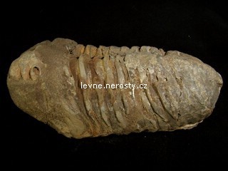 trilobit + calymene flexi