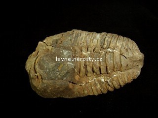 trilobit + calymene flexi