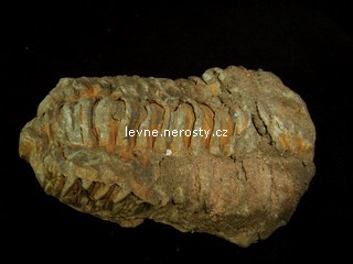 trilobit + calymene flexi