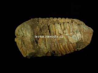 trilobit + calymene flexi
