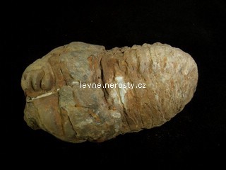 trilobit + calymene flexi