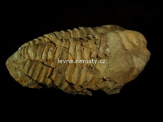 trilobit + calymene flexi