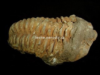 trilobit + calymene flexi