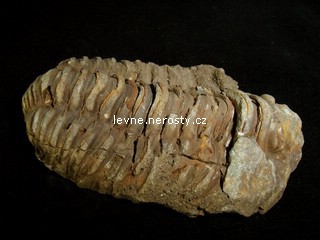 trilobit + calymene flexi