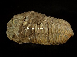 trilobit + calymene flexi